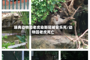 瑞典动物园老虎染新冠被安乐死/动物园老虎死亡