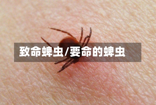 致命蜱虫/要命的蜱虫-第2张图片